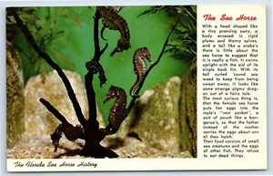 Postal de historia de caballo de mar de Florida - Imagen 1 de 2