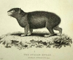 L'HYRACOIDEA, DAMAN DU CAP Gravure estampe illustration ancienne de Cuvier 1829 - Bild 1 von 2