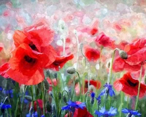 USA - DIY Paint by Number Kit Acrylic Painting Home Decor - Red Poppies - Picture 1 of 2