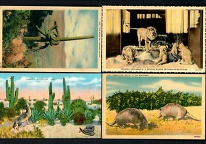 #700 Roosevelt Lion Family Group, Armidillos, Snake & Coyote, Sahuaro Cactus,  - Picture 1 of 2