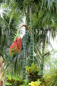 Chrysalidocarpus / Dypsis pembana Solitary Tropical Palm Tree - Picture 1 of 31
