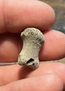 Weird Odd Hollow Dromaeosaur Finger Digit Dinosaur Fossil Hell Creek Form SD - Picture 1 of 12