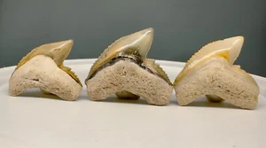 3 Sharply serrated, colorful Fossil TIGER SHARK Teeth - Bone Valley, USA - Picture 1 of 2