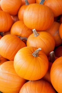 50 SMALL SUGAR PUMPKIN SEEDS / GREAT FOR PIE / FRESH FOR GARDENS DELICIOUS - Picture 1 of 12