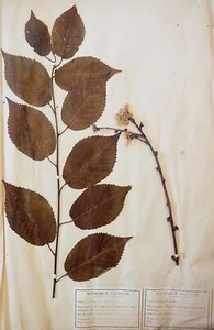Botanique - Planche Herbier XIXe - Plantes séchées - Merisier et Amandier - Imagen 1 de 3