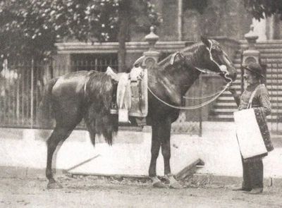 Morgan Horse "Rienzi" General Phillip Sheridan's Warhorse 4X6 Horse Postal. Foto 1 de 2