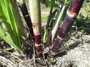 Black/Purple Sugar Cane 'Badila' PLANT sweet & juicy chewing cane permaculture - Picture 1 of 7