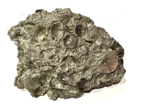 Mass Mortality, Death Plate, Brachiopods, Multi Species St. Leon IN Pro Prepared - Picture 1 of 3