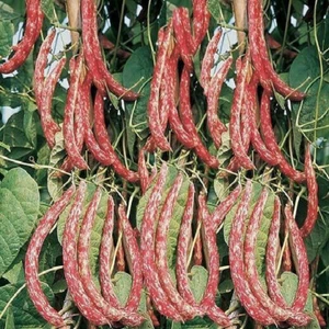 BEAN TREPADOR BORLOTTO LANGUAGE DI FUCO 2-10 SEMILLAS - Imagen 1 de 1