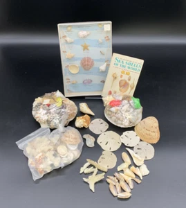 Vintage Sea Shell Collection w/ ID Chart & Book + Loose Shells & Sand Dollars - Picture 1 of 20