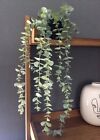 ARTIFICIAL HANGING EUCALYPTUS PLANT IN POT - NEW POTTED LONG TRAILING FAUX PLANT