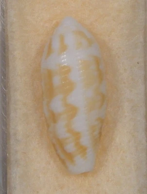 Mitra Pterygia Crenulata 22 mm Panglao Bohol, Filipinas 30 pies Foto 1 de 4