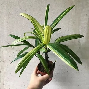 Palm Rhapis Excelsa Lady Palm Variegated + Phytosanitary Cert - Picture 1 of 4