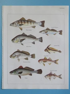 Orig. 1984 Color Fish Print Seatrout/Seabass/Drum/Red Mullet/Goatfish/Jackknife+ - Picture 1 of 1