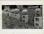 Press Photo Pumpkins on display at 88 Russell Road in Hadley - sra17828