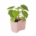 Rig-Tig Your Tree Blumentopf mit Samen - rosa / Birke - Geschenk zur Geburt