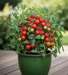 Container Tomatensamen - KOMPAKT - produktiv - Zwergtomatensamen - USA - Bild 1 von 10