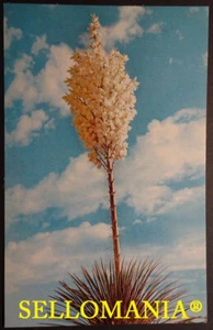 POSTCARD USA YUCCA IN BLOOM CALIFORNIA CC05109 UK - Picture 1 of 1