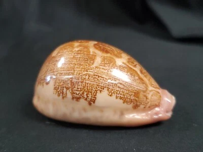 Cypraea Mappa Africola 70,1 mm Madagascar CÁSCARA MUY RARA Foto 1 de 4