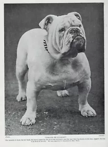 Bulldog "Sirloin" - 1934 Vintage Dog Art "Photo" Print - CUSTOM MATTED - Picture 1 of 1