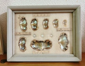 Pearls Cultured Pearl Specimens Framed Vintage Growth Used 001 - Picture 1 of 3