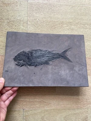 1070g Triassic Lepodotus fish specimen Geologic rock - Image 1 of 4