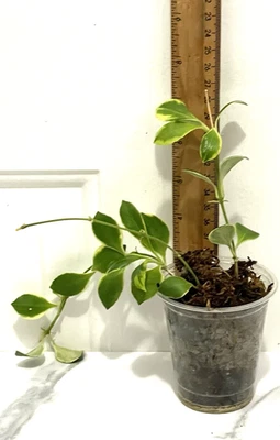 Planta abigarrada Hoya Heuschkeliana RARA ***Planta exacta*** A Foto 1 de 4