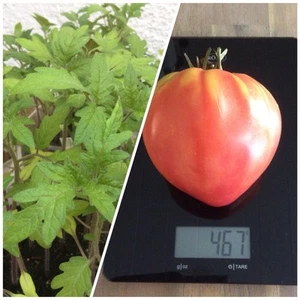 2 x Jungpflanzen Bulgarische Ochsenherz Tomatenpflanzen Tomaten Pflanzen Gemüse - Bild 1 von 15