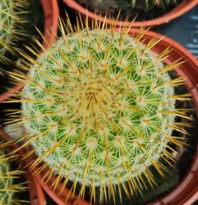 Mammillaria eriacantha cactus plant with root pot 5 cm - Picture 1 of 3