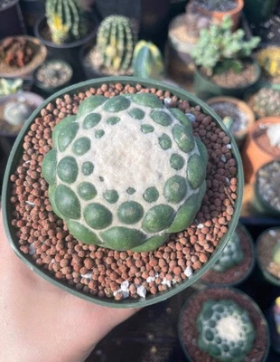 1AM SUCCULENTS Rare Cactus - Coryphantha Elephantidens cv. Inermis offset (1”)