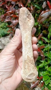 Fossil Ice Age Woolly Rhino Bone North Sea Doggerland - Picture 1 of 13