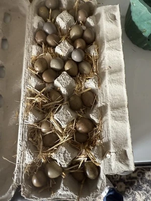 Huevos para incubar codorniz botón 6+ extras Foto 1 de 4