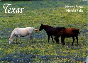 Texas Charm - Horses & Bluebonnets USA Postcard from Marble Falls - J1Q