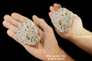 BIOTITE MICA in Andesite 2 3/4" 4-7 Oz Raw Rock Mineral Specimen Healing Crystal - Picture 1 of 3