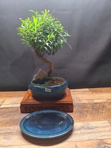 S shape Brush Cherry Bonsai tree (Syzygium), with rock. Pot and plate - Picture 1 of 22