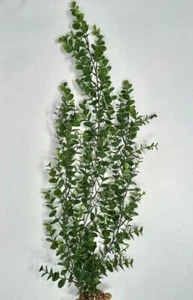 26" XL 3-stem Green Bacopa plastic plant, stone base - Picture 1 of 2