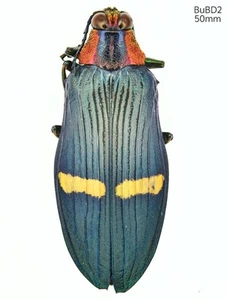 BuBD2 Buprestidae sp Yunnan Dehong 50mm - Picture 1 of 1