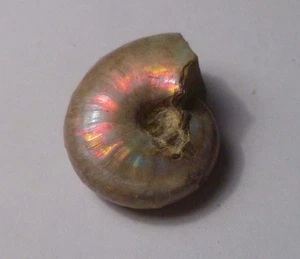 FÓSIL DE AMONITA IRIDISCENTE 27mm opalizado 100 millones de años Madagascar 40ct - Imagen 1 de 5
