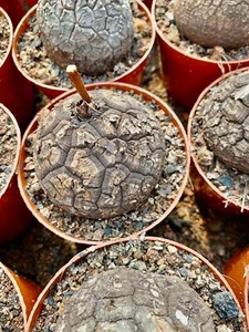 6-7CM 1PCS Cactus Live Plant Dioscorea Elephantipes Beautiful Rare Garden Cactus - Imagen 1 de 10