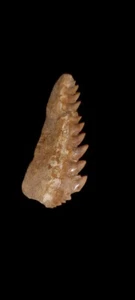 Best Notidanodon Loozi Crow Shark Fossilized Teeth Awsome Hexanchus Jurassic Era - Picture 1 of 6