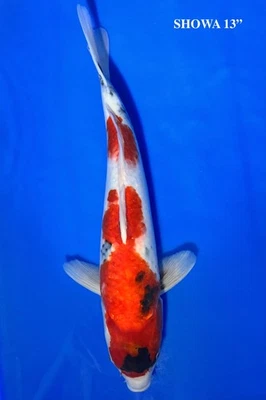 Live 13" Showa Tosai Koi.  Japanese Imported Koi. Exact Koi pictured. - Image 1 of 4