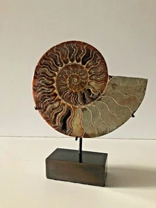 Fossil Ammonite with Quartz Chambers - Mounted into Bronzed Stand - Picture 1 of 12