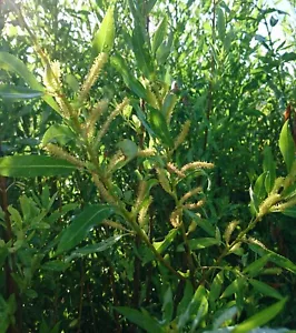 Bienenweide immerblühende Mandelweide Salix tr. semperflorens im Topf 40-60 cm - Bild 1 von 1