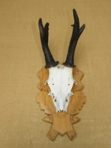 Rehbock  Moorbock  Rehgeweih  Rehgehörn  Geweih  Gehörn Gwichtl Bock    - Bild 1 von 4