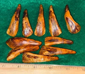 (10) OLD Original Buffalo Teeth Sioux Indian Ornamental Beads Fur Trade 1700's - Picture 1 of 6