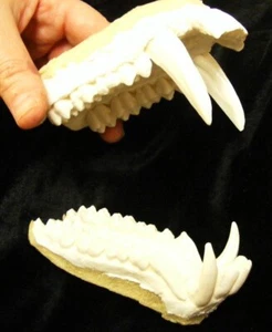 Enorme riproduzione chacma babbuino mascelle denti fusi tassidermia - Foto 1 di 4