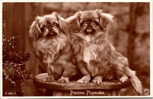 TWO PEKINGNESE DOGS : PRECIOUS PLAYMATES : RPPC - Picture 1 of 2