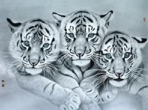 WHITE TIGER TRIO - 3D PICTURE PRINT 400mm x 300mm - Picture 1 of 2