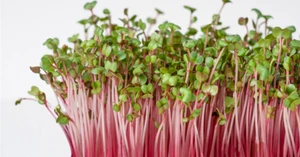 Sprouting Radish Seeds Untreated Microgreen Triton Radish Sprout Seeds Radish - Bild 1 von 1