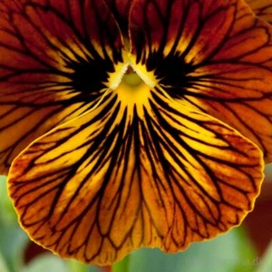 120+ VIOLA TIGER EYE RED  EDIBLE PANSY PERENNIAL FLOWER SEEDS - Picture 1 of 4